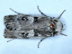 Cryptophasa irrorata