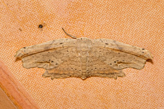 Phalacra