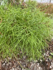 Eupatorium capillifolium