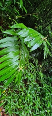 Alpinia arctiflora