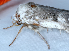 Cryptophasa irrorata