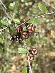 Ceanothus megacarpus