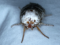 Cryptophasa irrorata