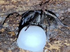 Uliodon