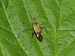 Closterotomus costae