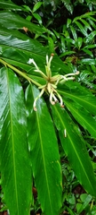 Alpinia arctiflora
