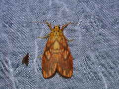 Ammatho cuneonotatus
