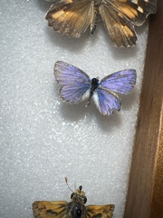 Hemiargus ceraunus