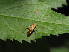 Closterotomus costae