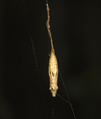 Eriostethus perkinsi