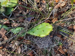 Opuntia mesacantha
