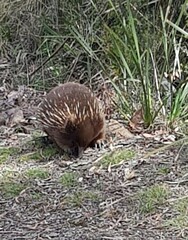 Tachyglossus aculeatus setosus