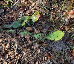 Opuntia mesacantha