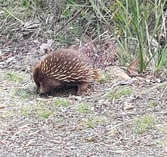 Tachyglossus aculeatus setosus