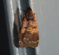 Hydrillodes funestalis