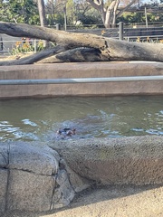 Hippopotamidae