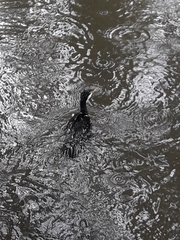 Microcarbo melanoleucos brevirostris