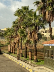 Washingtonia robusta