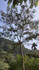 Triadica cochinchinensis