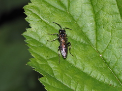 Macrophya albicincta