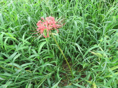 Lycoris radiata