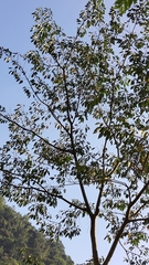 Triadica cochinchinensis