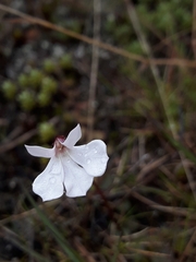 Lobelia linnaeoides