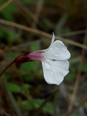 Lobelia linnaeoides