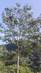 Triadica cochinchinensis