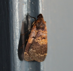 Hydrillodes funestalis