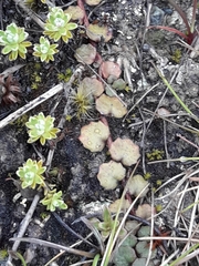 Lobelia linnaeoides