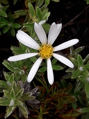 Celmisia angustifolia