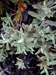 Celmisia angustifolia