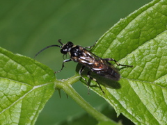 Macrophya albicincta