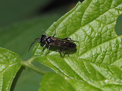 Macrophya albicincta