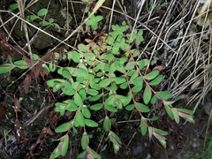 Hypericum humifusum
