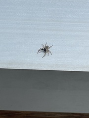 Menemerus semilimbatus