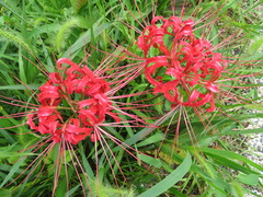 Lycoris radiata