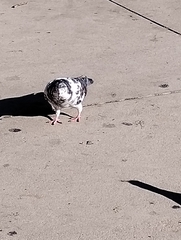 Columba livia domestica