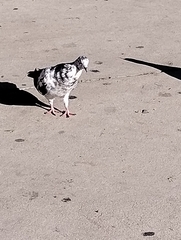 Columba livia domestica
