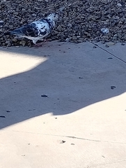 Columba livia domestica