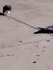 Columba livia domestica
