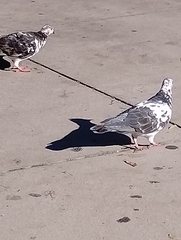 Columba livia domestica