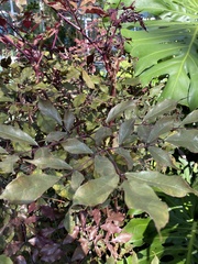 Jatropha gossypiifolia
