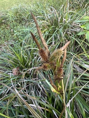 Carex wahuensis