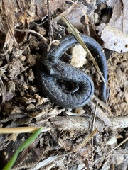 Batrachoseps nigriventris