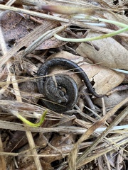 Batrachoseps nigriventris