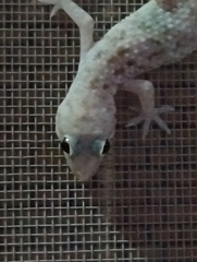 Hemidactylus turcicus