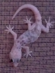 Hemidactylus turcicus