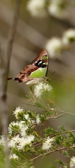 Graphium macleayanus